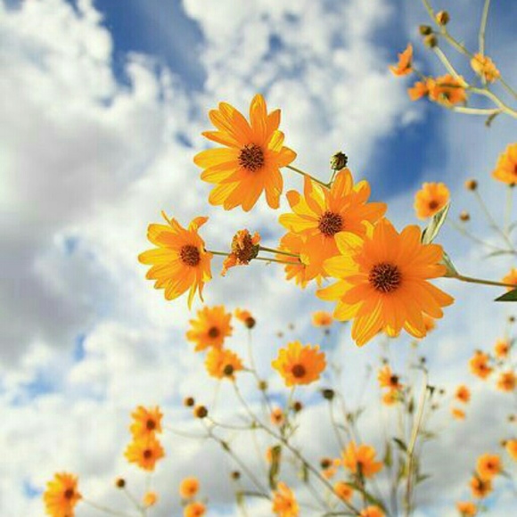 sunflower_2
